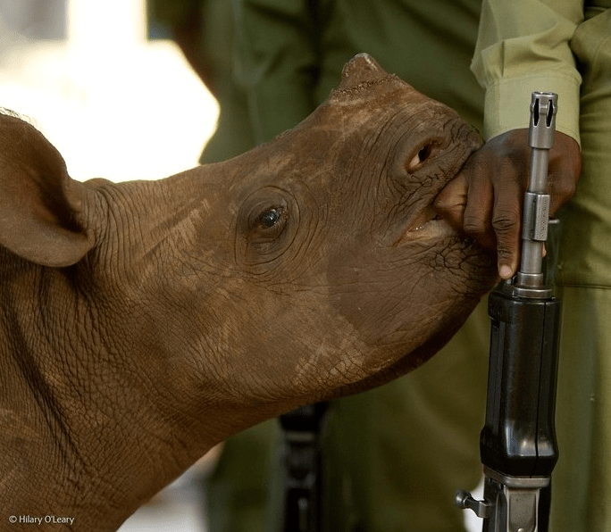 rhinoceros-photo-faune-danger