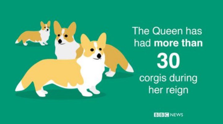 Le chenil royal via BBC News