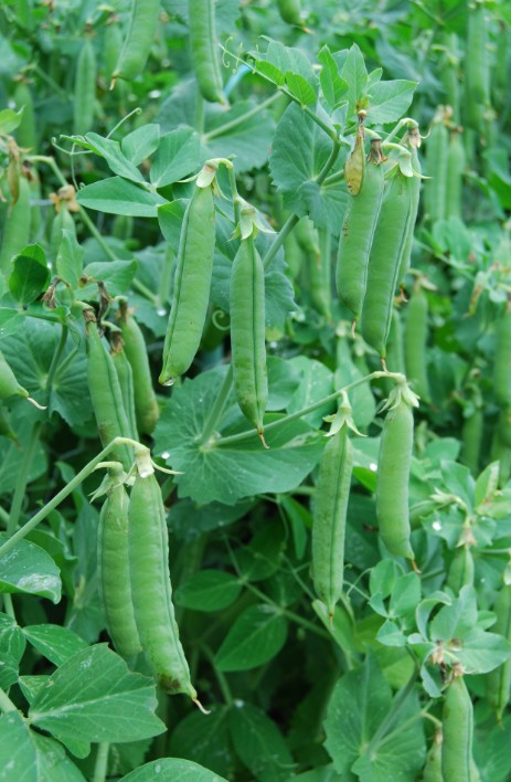 Je les cuisine à la crème et au thym