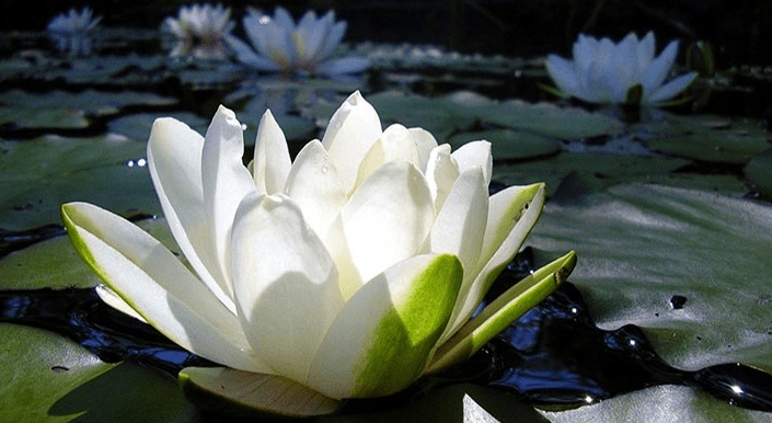 Fleur nationale et possibilité d'une tiare