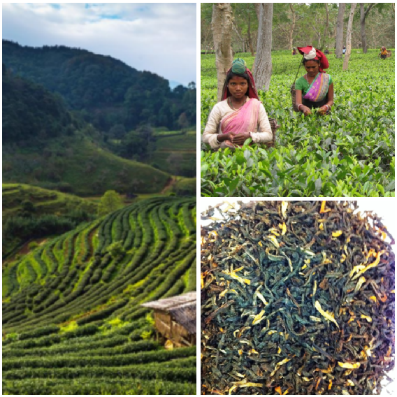 Rizières et thé d'Assam