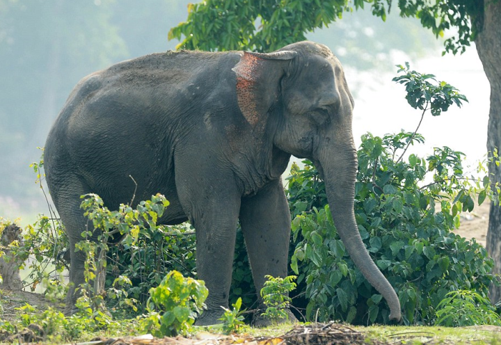 elephant-safari-kate-william-kaziranga-park