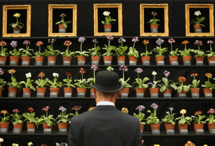 Chelsea Flower Show 2014 Photo Dan Kitwood/Getty Images