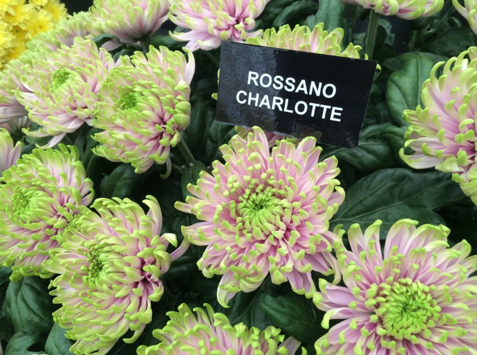 Pink and green Photo Mark Stewart